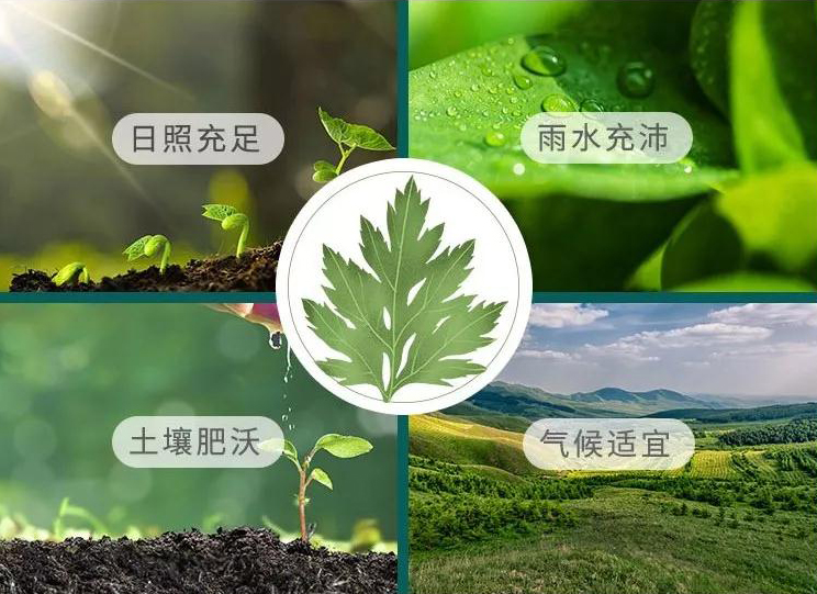 配图-生长环境.jpg